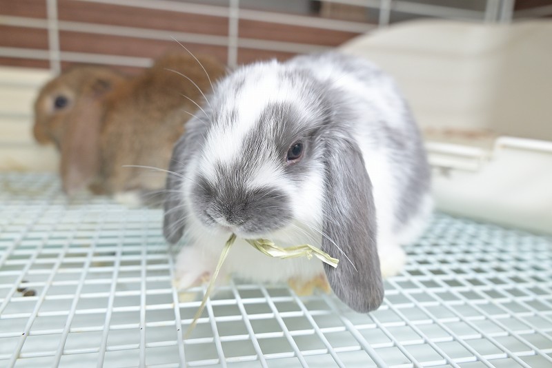 ミックス No.1506