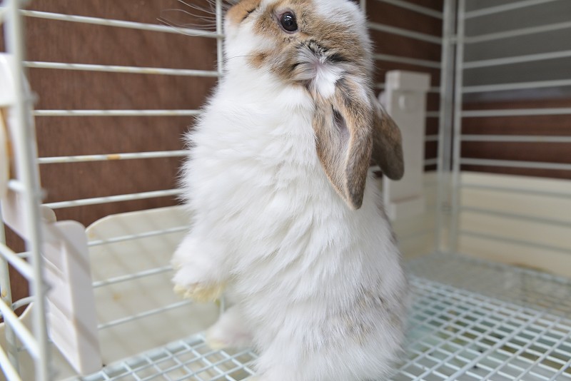 ミックス No.1507