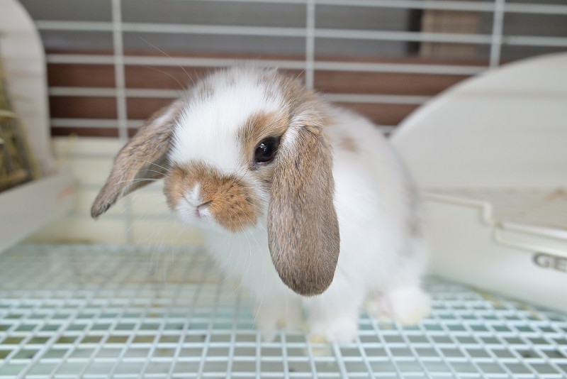 ミックス No.1507