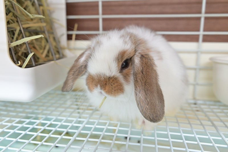 ミックス No.1507