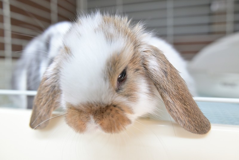 ミックス No.1507