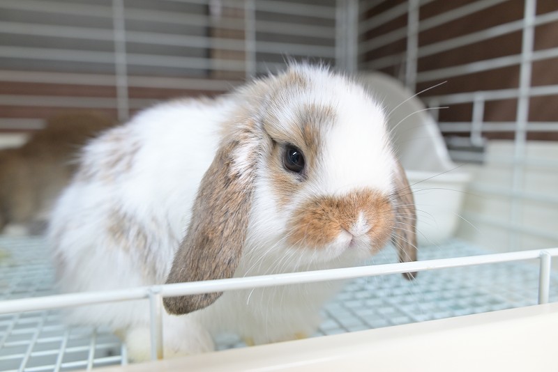 ミックス No.1507