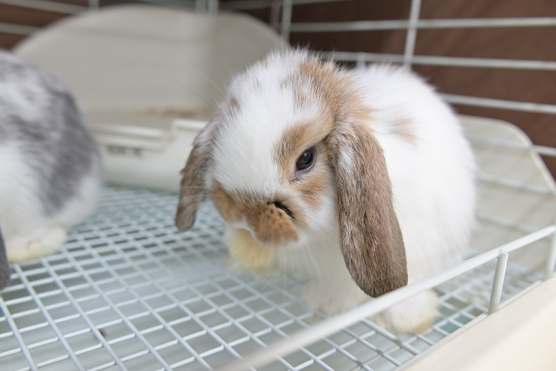 ミックス No.1507