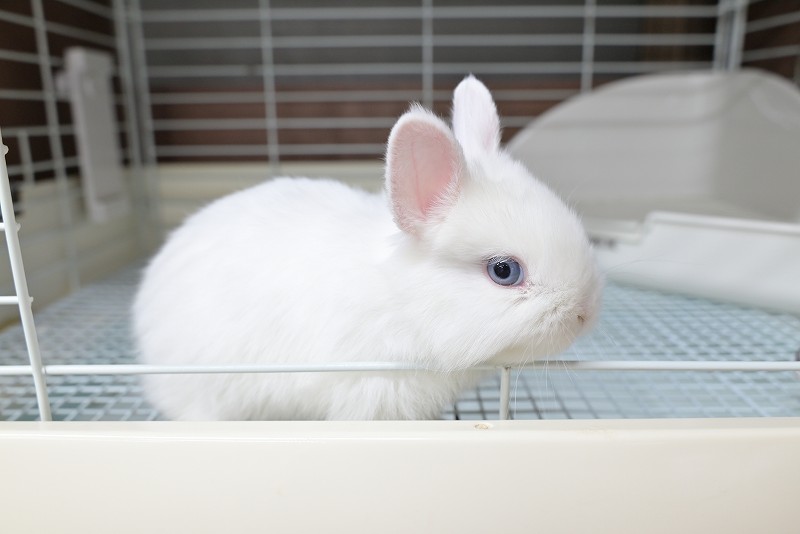 ネザーランドドワーフ No.1511