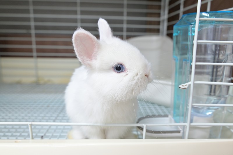 ネザーランドドワーフ No.1511