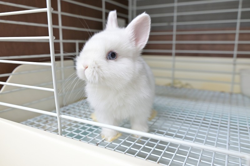 ネザーランドドワーフ No.1511