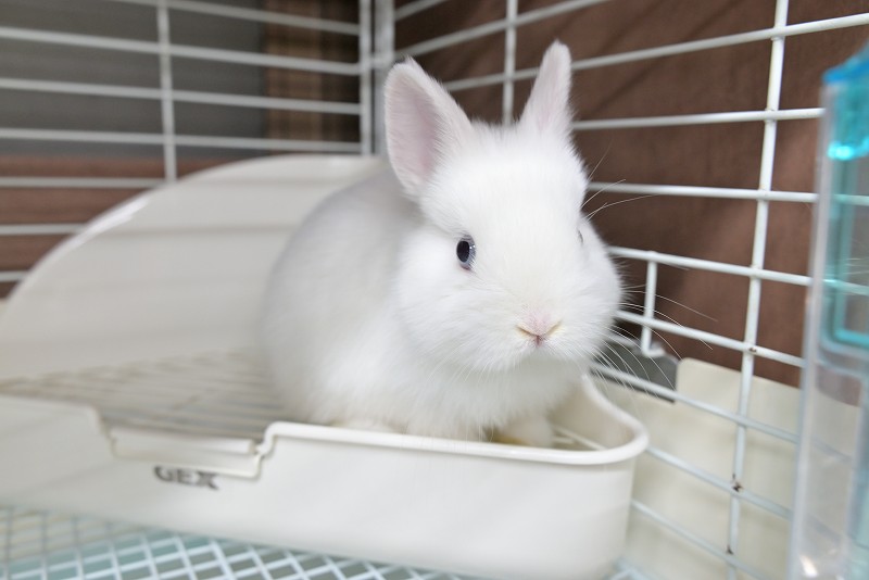 ネザーランドドワーフ No.1511