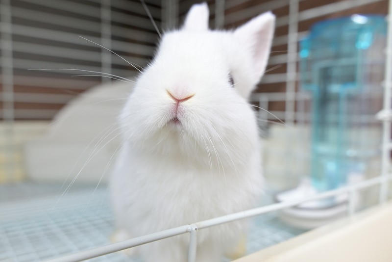 ネザーランドドワーフ No.1511