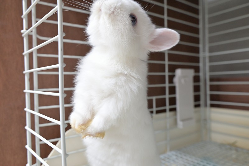 ネザーランドドワーフ No.1511