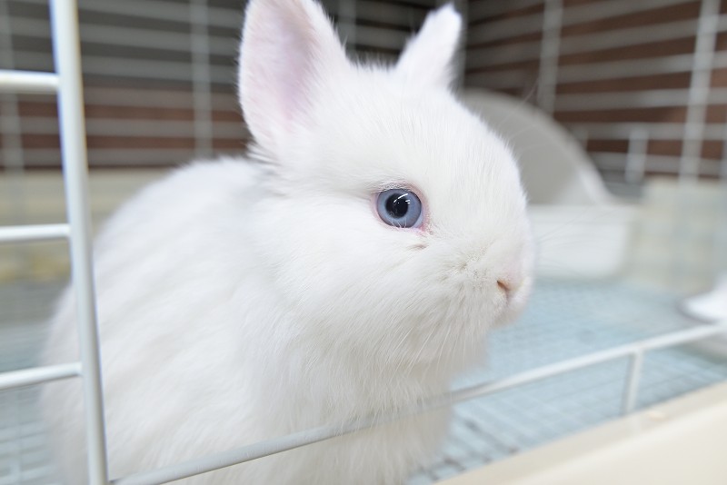 ネザーランドドワーフ No.1511