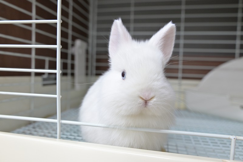 ネザーランドドワーフ No.1511