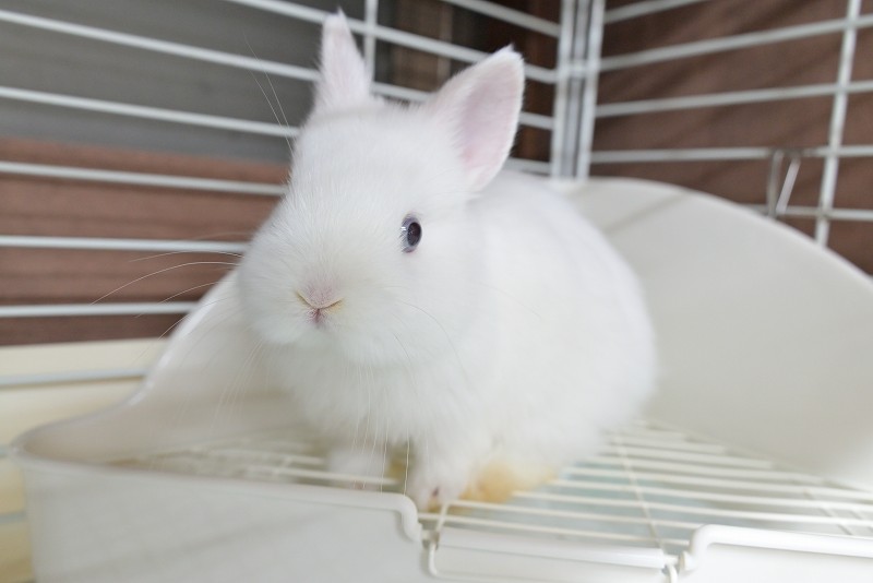 ネザーランドドワーフ No.1511