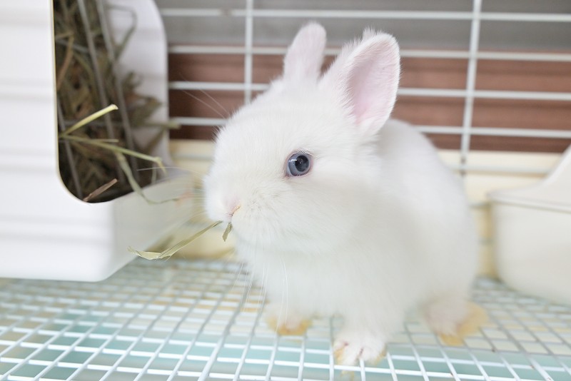 ネザーランドドワーフ No.1511