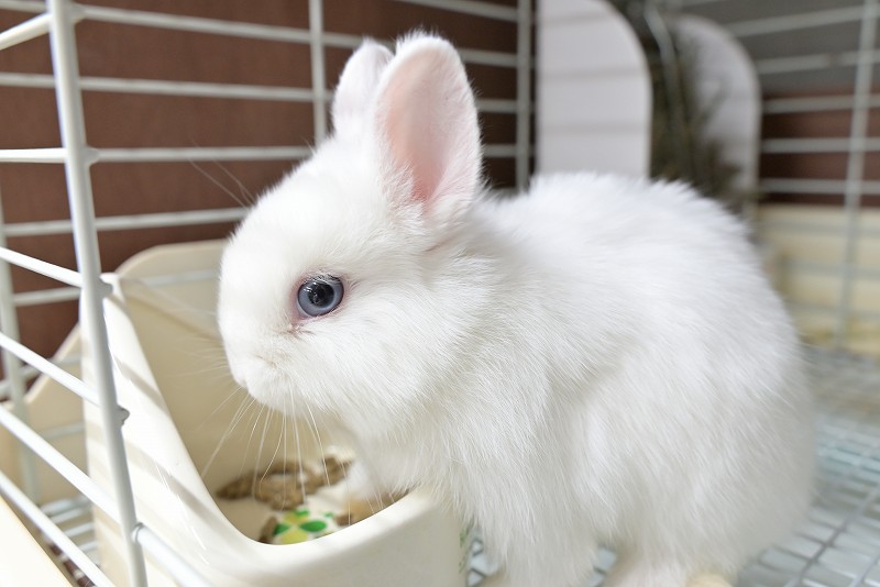 ネザーランドドワーフ No.1511