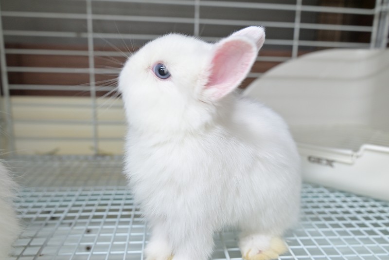 ネザーランドドワーフ No.1511