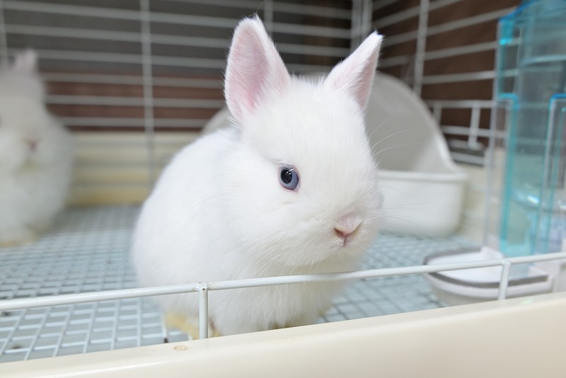 ネザーランドドワーフ No.1511