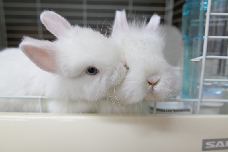 ネザーランドドワーフ No.1511