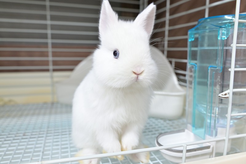 子うさぎ - うさぎ専門店ラッキハート