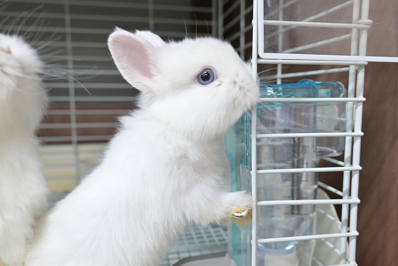 ネザーランドドワーフ No.1511