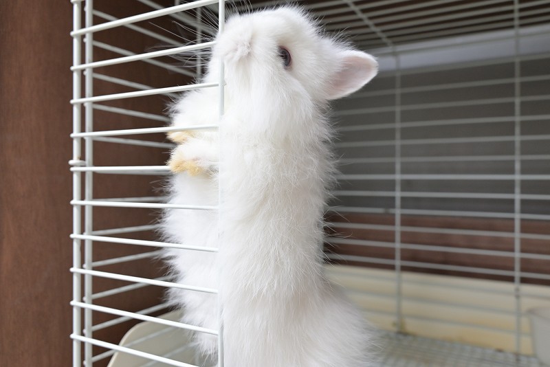 ネザーランドドワーフ(ファジー) No.1512