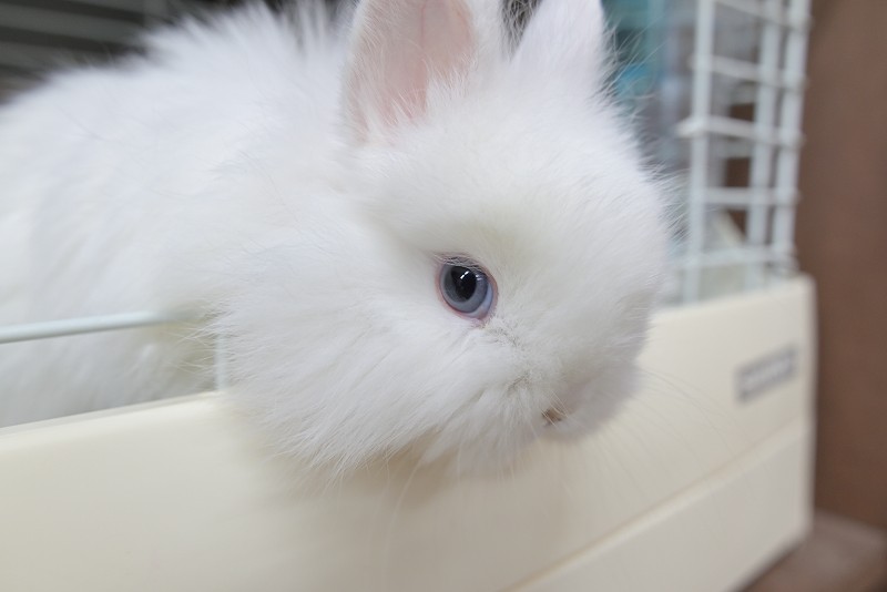 ネザーランドドワーフ(ファジー) No.1512