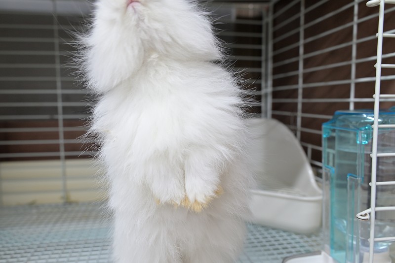 ネザーランドドワーフ(ファジー) No.1512