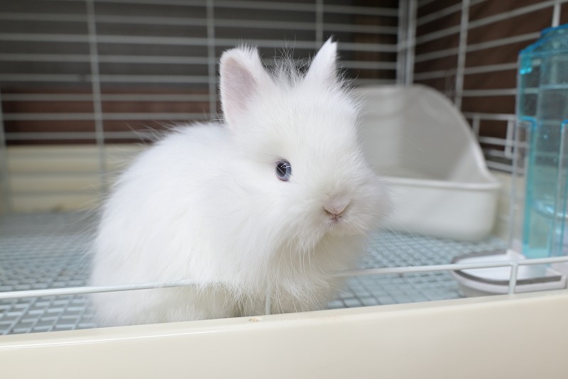 ネザーランドドワーフ(ファジー) No.1512