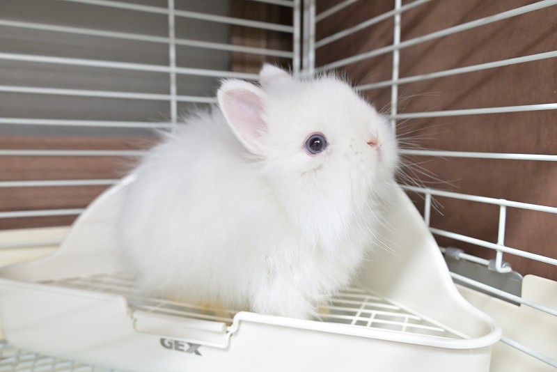 ネザーランドドワーフ(ファジー) No.1512 | うさぎ専門店ラッキー