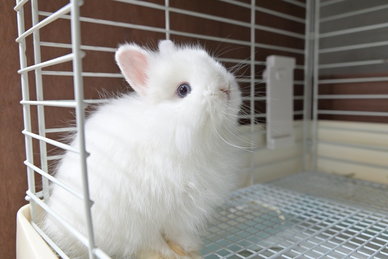 ネザーランドドワーフ(ファジー) No.1512