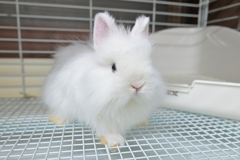 ネザーランドドワーフ(ファジー) No.1512