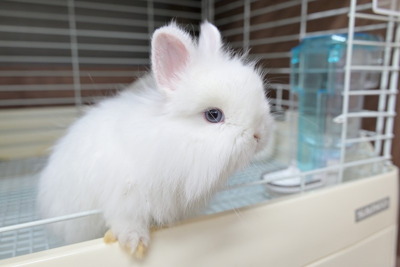 ネザーランドドワーフ(ファジー) No.1512