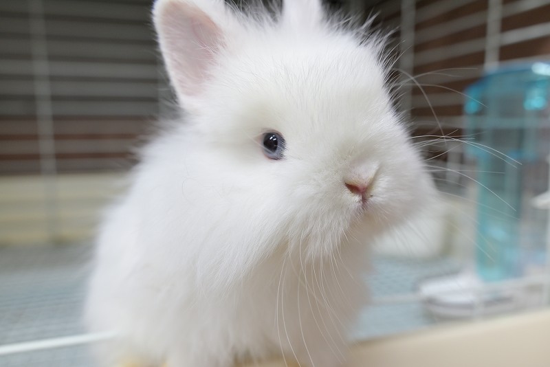 ネザーランドドワーフ(ファジー) No.1512