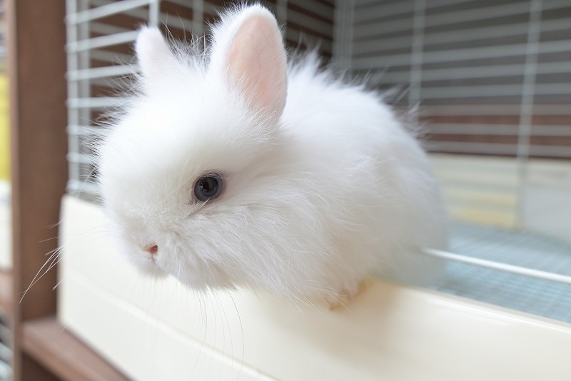 ネザーランドドワーフ(ファジー) No.1512