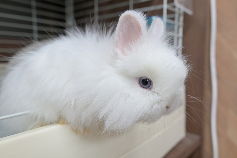 ネザーランドドワーフ(ファジー) No.1512