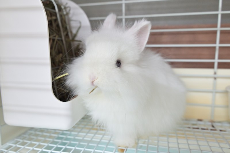 ネザーランドドワーフ(ファジー) No.1512