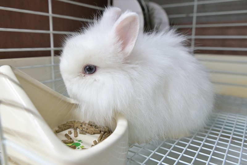 ネザーランドドワーフ(ファジー) No.1512