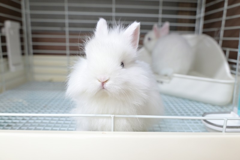 ネザーランドドワーフ(ファジー) No.1512