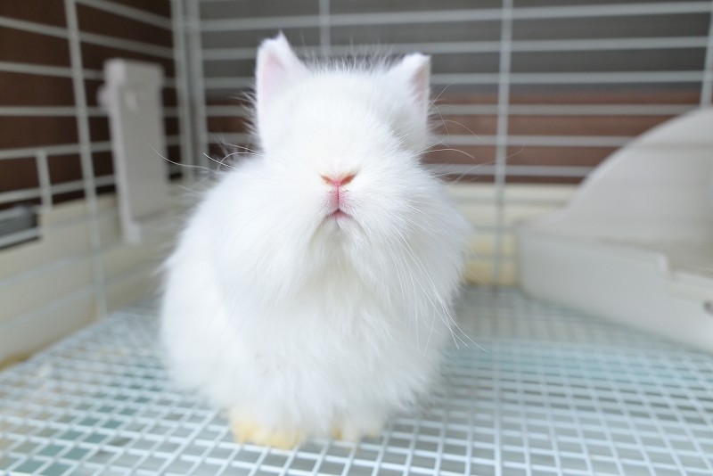 ネザーランドドワーフ(ファジー) No.1512