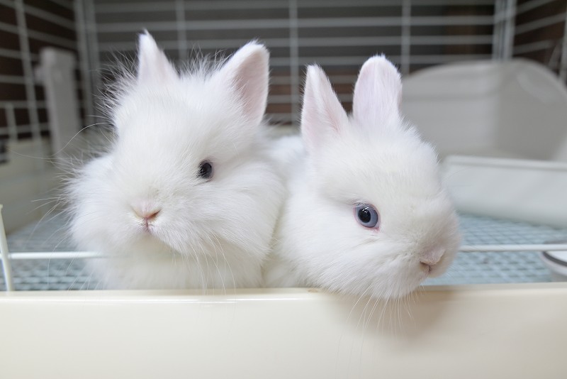 ネザーランドドワーフ(ファジー) No.1512