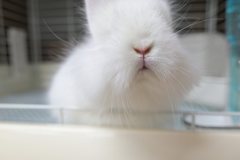 ネザーランドドワーフ(ファジー) No.1512