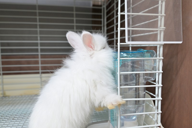 ネザーランドドワーフ(ファジー) No.1512