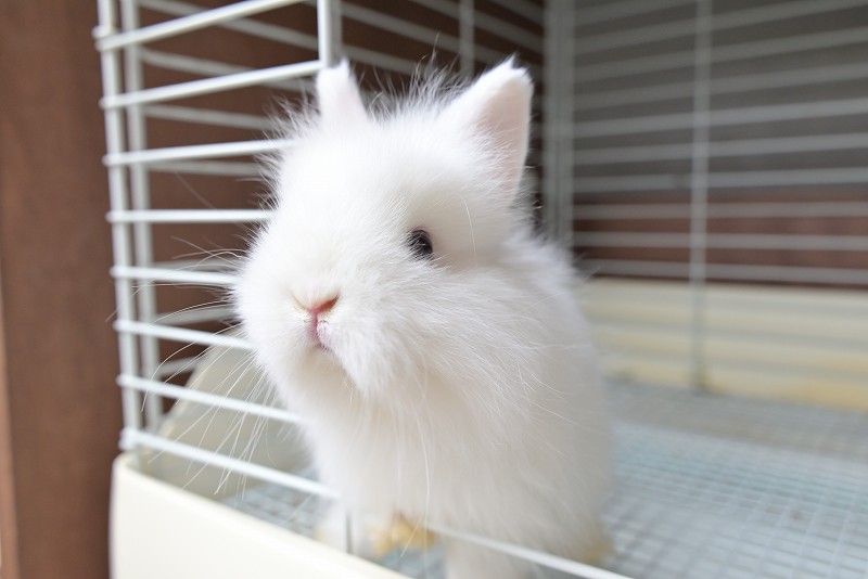 ネザーランドドワーフ(ファジー) No.1512