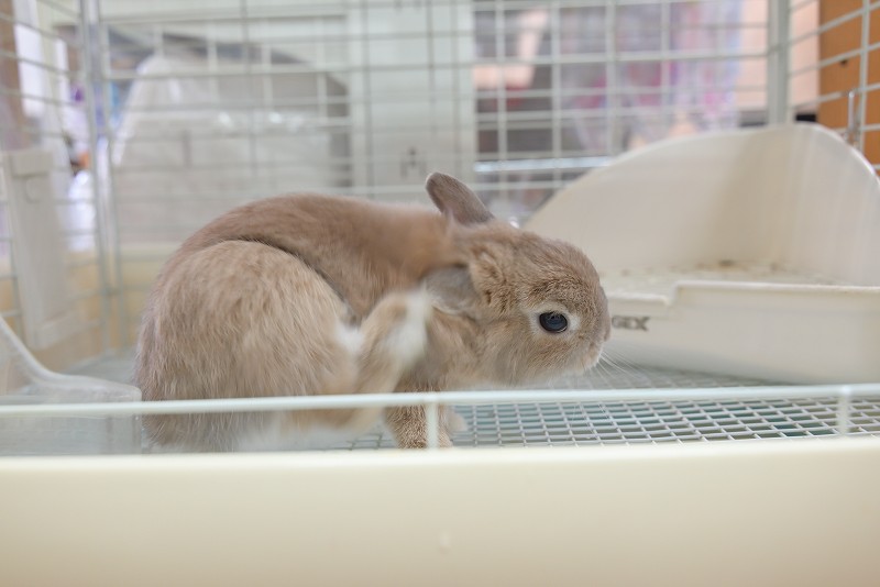 ネザーランドドワーフ No.1308 | うさぎ専門店ラッキーハート- うさぎ