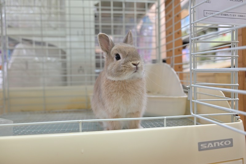 ネザーランドドワーフ No.1308 | うさぎ専門店ラッキーハート- うさぎ