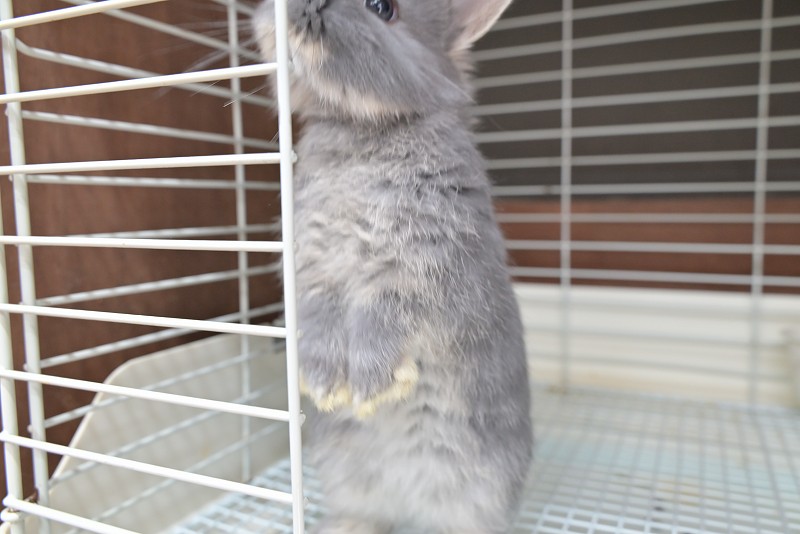 ネザーランドドワーフ No.1513