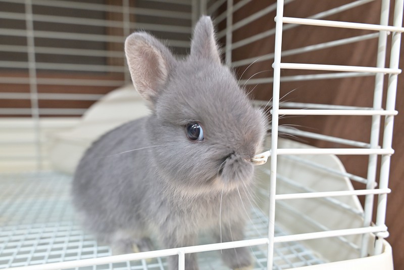 ネザーランドドワーフ No.1513