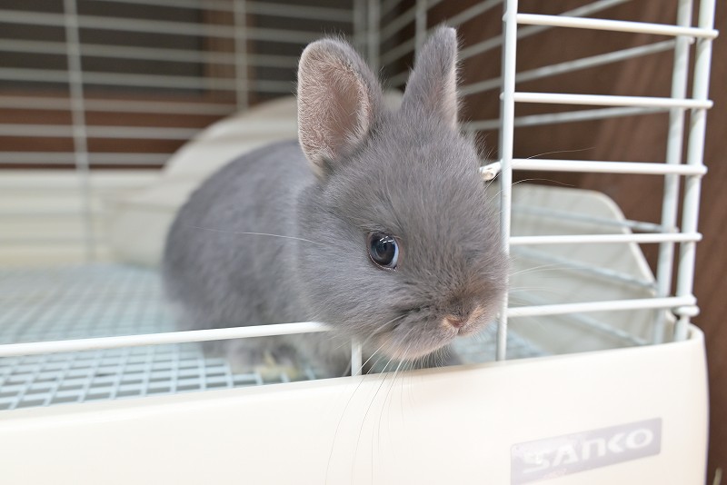 ネザーランドドワーフ No.1513