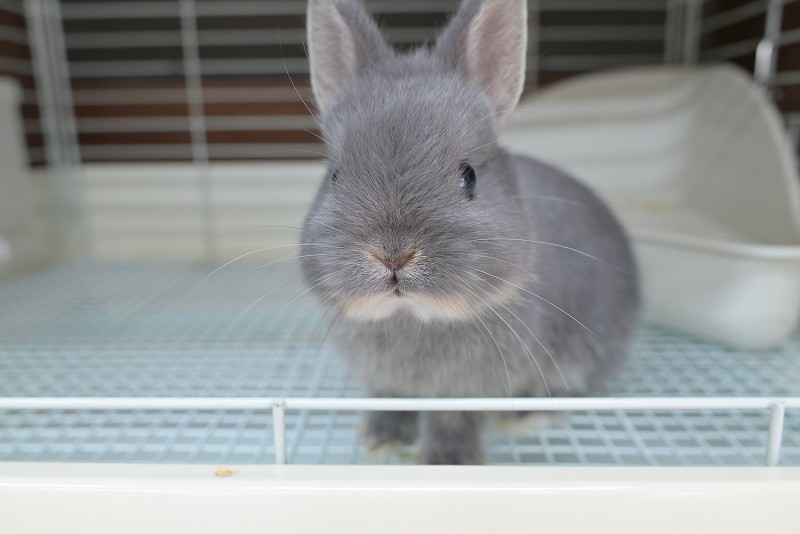 ネザーランドドワーフ No.1513