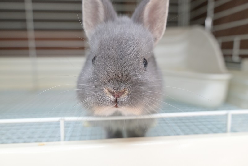 ネザーランドドワーフ No.1513