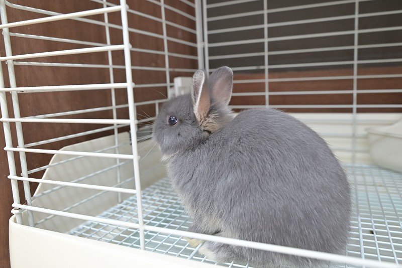 ネザーランドドワーフ No.1513